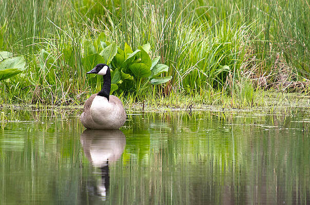 Color Photograph - Male Goose by Crystal Wightman