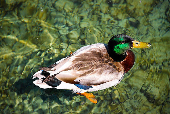 Color Photograph - Male Mallard Swimming #2 by Crystal Wightman
