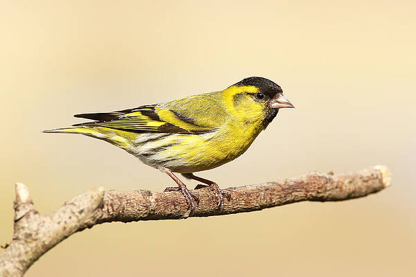 Bird Wall Art featuring the photograph Male Siskin by Grant Glendinning