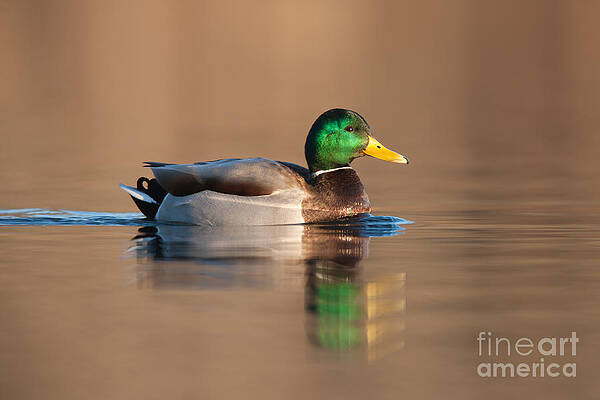 Mallard Duck on Tranquil Water Wall Art