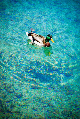 Color Photograph - Male Mallard Swimming by Crystal Wightman
