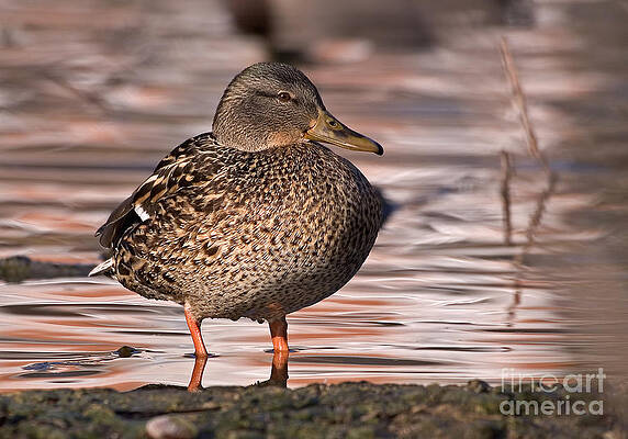 Reflection Photograph - Mallard by Steven Ralser