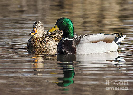 Reflection Photograph - Mallards by Steven Ralser