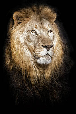 Wall Art featuring the photograph Mane One by Ghostwinds Photography