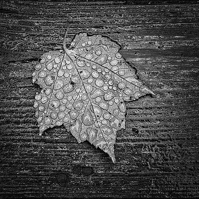 Fall Photograph - Maple Leaf Covered In Dew by Jeff Sinon