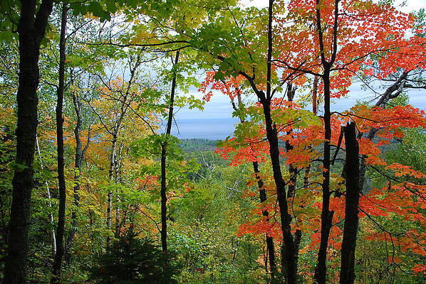 Maples Against Lake Superior - Tettegouche State Park by Cascade Colors