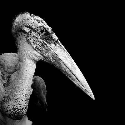 Portrait of a Marabou Stork Wall Art