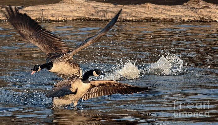Wild Photograph - Marco Polo by Mary Lou Chmura
