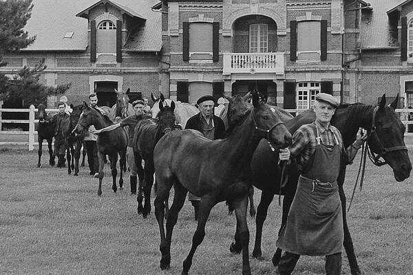 Landscape Architecture Wall Art featuring the photograph Mares And Foals At The Farm Of Marie-helene De by Henry Clarke