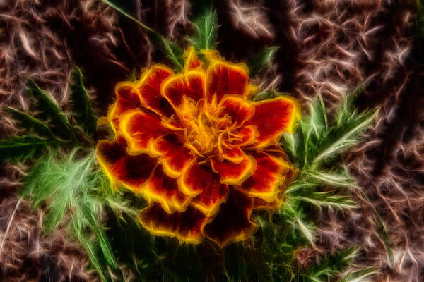 Spring Painting - Marigold Magic by Omaste Witkowski