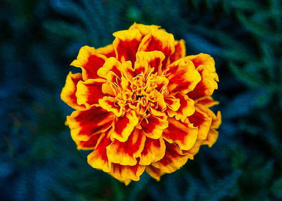 Summer Painting - Marigolden by Omaste Witkowski