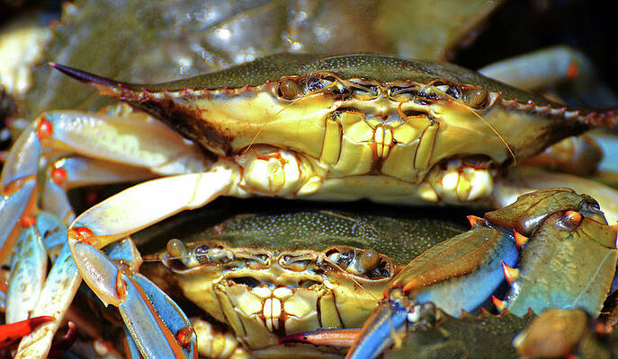 Water Wall Art featuring the photograph Maryland Blue Crabs by La Dolce Vita