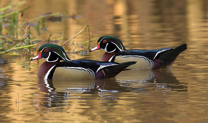 Photograph - Matched Pair by Jim E Johnson