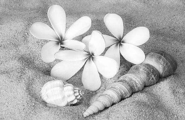 Seashells and Flowers on Sand Photograph