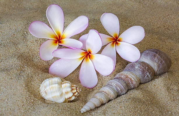 Frangipani Flowers and Seashells on Sand Photograph