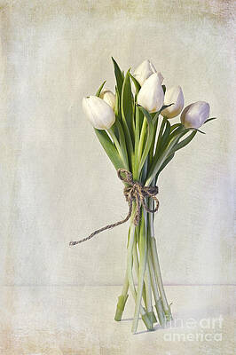 Cream Tulip Bundle Tied with Cord Wall Art