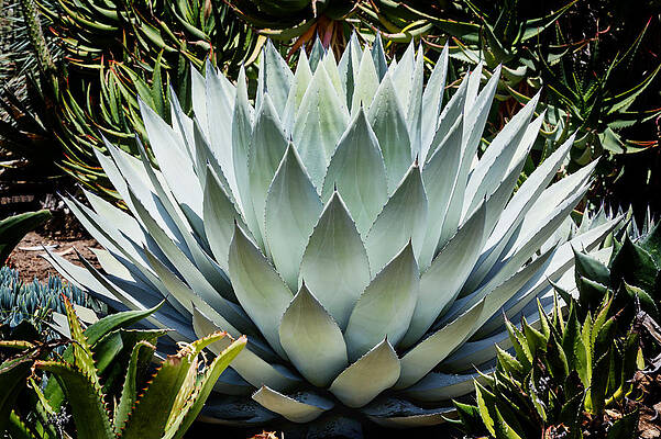 Green Wall Art featuring the photograph Mescal by Kelley King