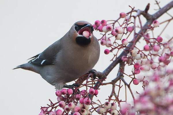 Wall Art featuring the photograph Migrating Waxwings Arrive In The Uk by Dan Kitwood
