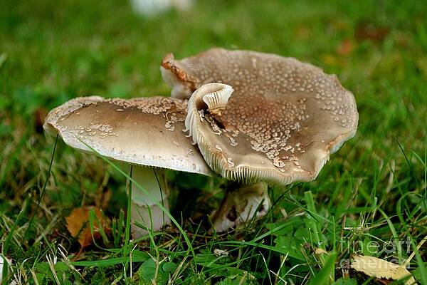 Organic Photograph - Mingling Mushrooms by Scott Lyons