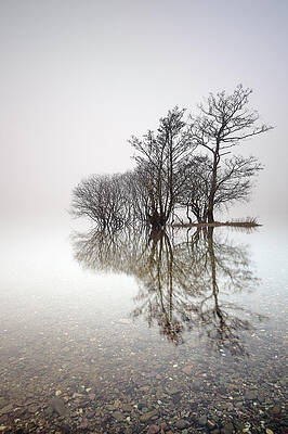 Reflection Wall Art featuring the photograph Misty Trees by Grant Glendinning