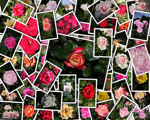 Vibrant Photograph - Mixed Multicolored Roses by Stefano Senise