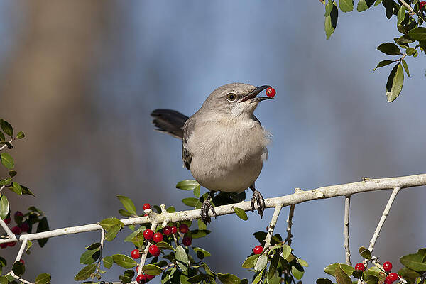 Photograph - Mocker by Jim E Johnson