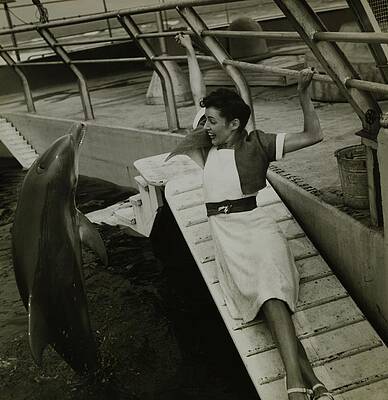 Sea Life Wall Art featuring the photograph Model Wearing A Cannon Outfit By A Dolphin by Toni Frissell