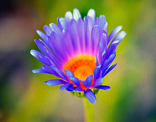 Vibrant Purple Flower Wall Art