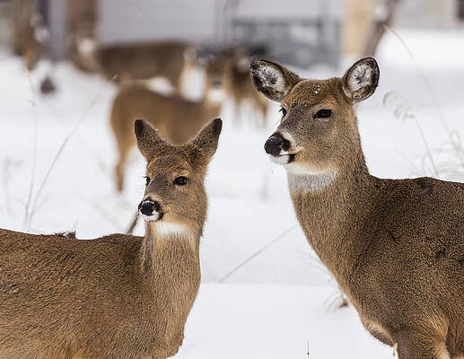 Momma and Baby by Linda Ryma