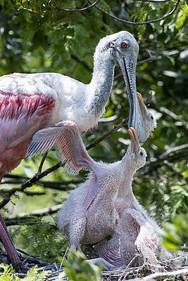 Bird Wall Art featuring the photograph Momma by Ghostwinds Photography