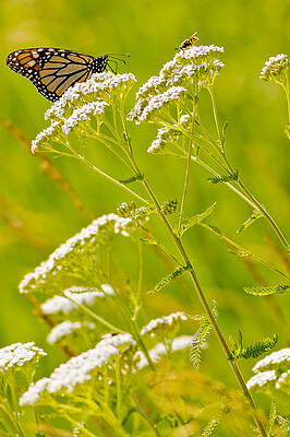 Marsh Photograph - Monarch And Bee by Natural Focal Point Photography