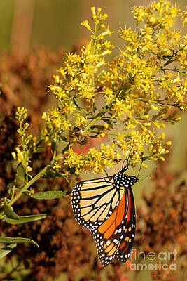 Wisconsin Photograph - Monarch And The Bee 2 by Natural Focal Point Photography
