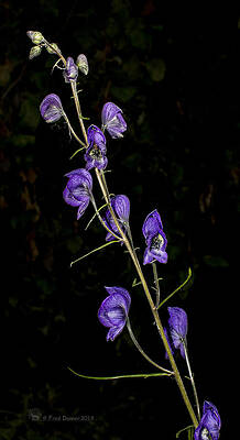 Photograph - Monkshood by Fred Denner