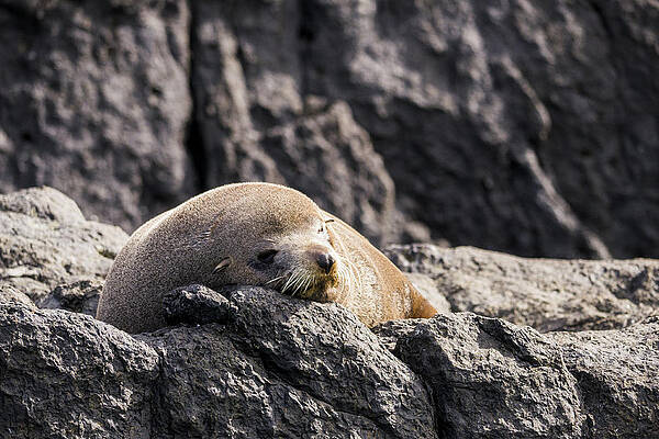 Wildlife Photograph - Montague Island Seal by Steven Ralser