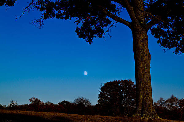 Tree Wall Art featuring the photograph Moon Behind The Tree by Jonny D
