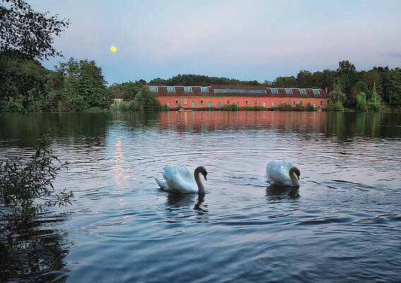 Sky Wall Art featuring the photograph Moonlight Serenade by Shirley Mitchell