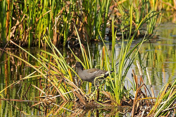 Marsh Photograph - Moorhen In Horicon Marsh B by Natural Focal Point Photography