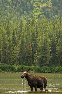 Glacier National Park Photograph - Moose Cow In Glacier National Park II by Natural Focal Point Photography