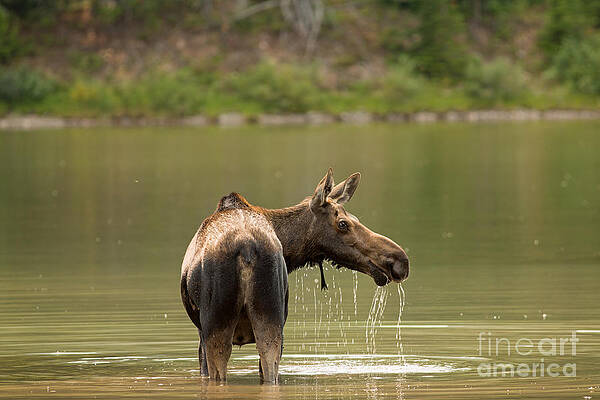 Glacier National Park Photograph - Moose Cow In Glacier National Park by Natural Focal Point Photography