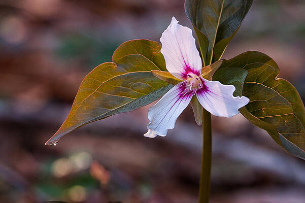 Wall Art featuring the photograph Morning Dew On Painted Trillium by Jeff Sinon