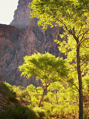 Wall Art featuring the photograph Morning Light On Trees At The Bottom Of The Grand Canyon by Mary Lee Dereske