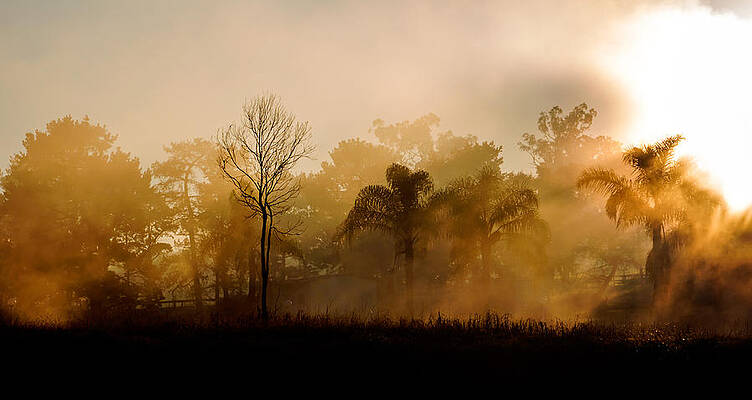 Country Wall Art featuring the photograph Morning Mist by Nicholas Blackwell