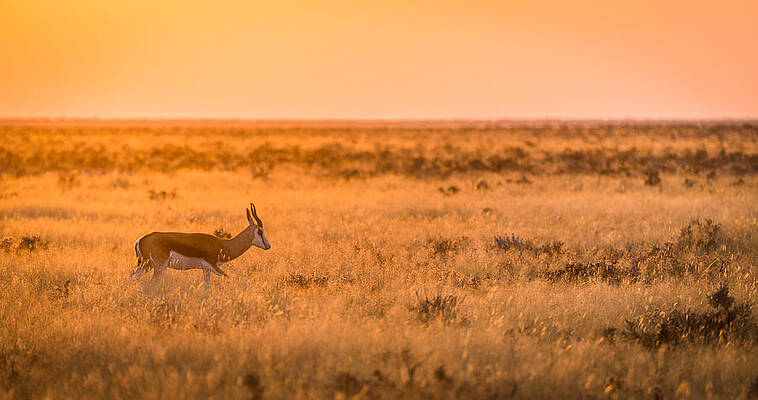 Nature Wall Art featuring the photograph Morning Stroll - Springbok Antelope Photograph by Duane Miller
