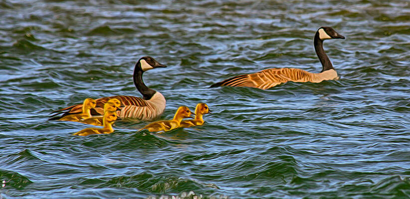 Wall Art featuring the painting Morning Swim by Omaste Witkowski