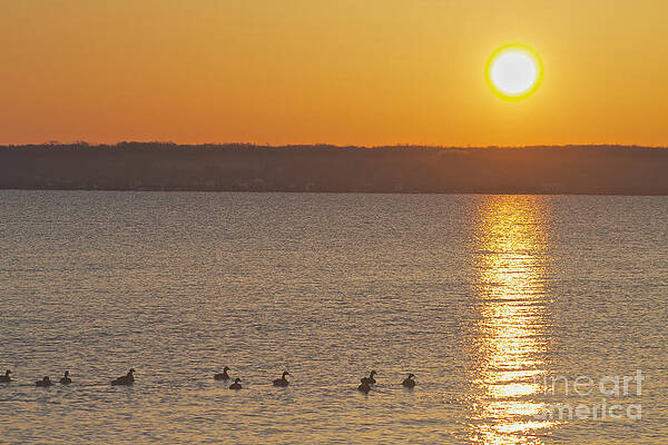 Sunrise Photograph - Morning Swim by William Norton
