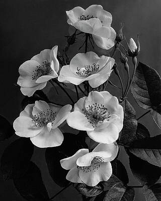 Elegant White Roses in Monochrome Photograph