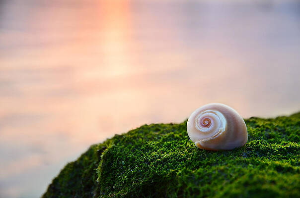 Serene Wall Art featuring the photograph By The Sea by Laura Fasulo