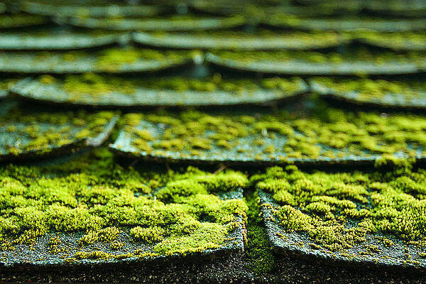 Wall Art featuring the photograph Mossy Roof Tiles by Lisa Chorny