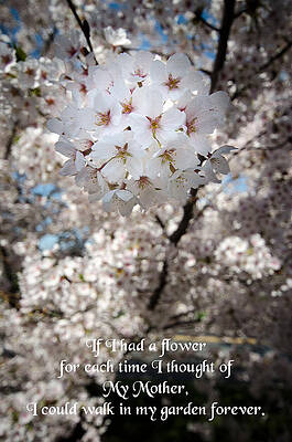 Love Photograph - Cherry Blossom Flower #1 by Crystal Wightman