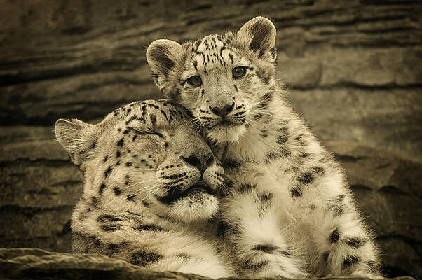 Snow Leopards Resting Together Photograph